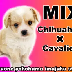 【 MIX犬 】チワワとキャバリアのレアなハーフ犬！元気いっぱいな癒し系BOY！