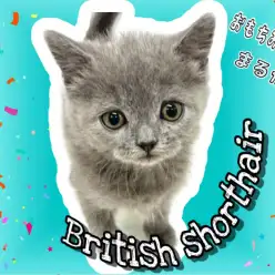 【 ブリティッシュショートへア 】ブサカワなんて言わせない！丸顔キュートな女の子