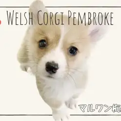 【 コーギー 】スクイーズ要らずの抱き心地&コーギーとの暮らしにポイントは必見!