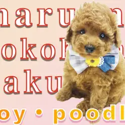 【 トイ・プードル 】タイニーサイズ！毛吹き抜群で豊富なカットスタイルが楽しめる