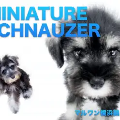 【 ミニチュアシュナウザー 】見た目はおじいちゃん?だけど心はとっても乙女!