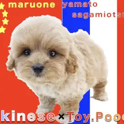 【 MIX 】両親はペキニーズとトイプードル！コロコロ体型でマイペースなペキプー