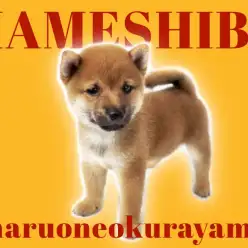 【 豆柴 】小さいのに圧倒的な存在感！Vサインが魅力的なプレミアムワンコ！