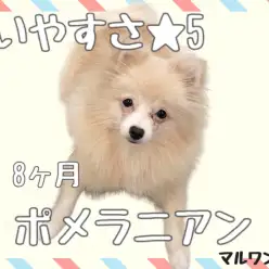 【 ポメラニアン 】小さい・賢い・友好的!飼いやすさ5つ星!初心者や多頭飼いに!