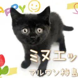 【 ミヌエット 】ゴロゴロすりすり!甘えん坊な黒猫の男の子!