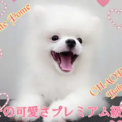 【 白ポメ 】可愛さプレミアム級！チャオリヤベイビー！賢く元気に成長中！