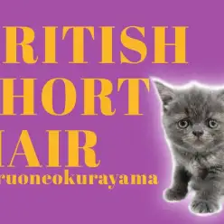 【ブリティッシュショートヘア】ブルーカラーのエキゾチック風なお顔のキュートな女の子