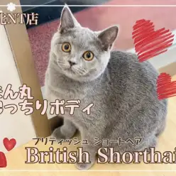 【 ブリティッシュショートヘア 】港北NT通信！触り心地抜群のまん丸娘