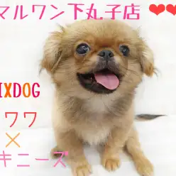 【 チワペキ 】チワワとペキニーズの最強ⅮNAを受け継いだオンリーワンベイビー