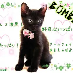 【 ボンベイ 】美しき小さな黒豹!端正なビジュアルに抜群の人懐っこさ!