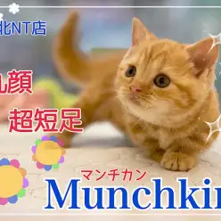 【 マンチカン 】レッドタビーが綺麗な超短足&丸顔の女の子！