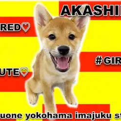 【 柴犬 】猫との多頭もOK！超フレンドリーな赤柴！生後4ヶ月セカンドブログ！