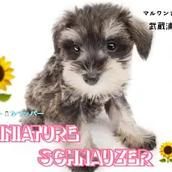 【 ミニチュア・シュナウザー 】毛が抜けない柴犬?!優しい性格な女の子!