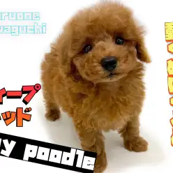 【 トイプードル 】ヌイグルミライクな可愛さ！生後2ヵ月のディープレッドプードル