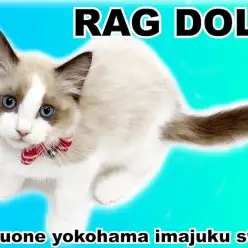 【 ラグドール 】幸せを運ぶ絶世の美猫！ハチワレマークのO3CATな女の子！