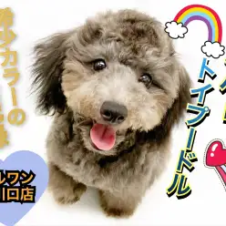 【 トイプードル 】麗しのシルバーカラーへ大変身中!成長記録とセカンドブログ