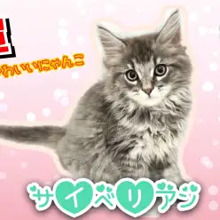 【 サイベリアン 】話題沸騰中!超かわいいサイべ君の最新情報公開!!