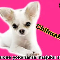 【 チワワ 】生後4ヶ月で838g!極小サイズに成長中のレアカラーな女の子!