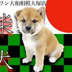 【 柴犬 】日本犬の代表格！コロっとした体型のクマ系柴！相棒の様な存在です！