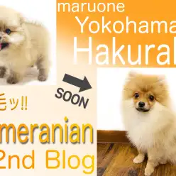 【 ポメラニアン 】社交性＆トレーニングもバッチリで初めてでも安心！2ndブログ