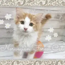 【 ノルウェージャンフォレストキャット 】クール＆スイートなイケメンにゃんこ登場