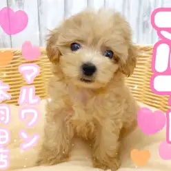 【 マルプー 】大きな垂れ目が超可愛すぎ！最強遺伝子を受け継いだミックス犬登場！