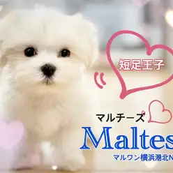 【 マルチーズ 】ドワーフ体型がたまらなく可愛いマルチーズくん