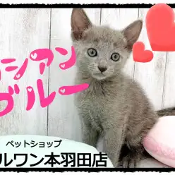 【 ロシアンブルー 】まるで犬のような人懐っこさ！超甘えん坊な男の子登場！！