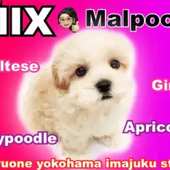 【 MIX犬 】マルチーズ6、トイプードル4日本一可愛いマルプー登場!惚れるなよ