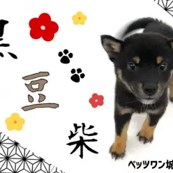 【 豆柴 】思わず足を止めて見入ってしまう美しい黒毛の黒豆柴