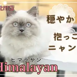【 ヒマラヤン 】ふんわり被毛！穏やかなピークフェイスの女の子！