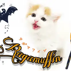 【 ラガマフィン 】わたあめみたいな被毛の持ち主!ハチワレカラーにゃんこ