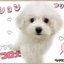 【 ビションフリーゼ 】大きくなったらアフロ犬！毛が抜けないわたあめワンコ