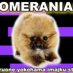 【 ポメラニアン 】初心者必見の超たぬき顔！生後57日で420gの手乗り男子！