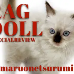 【 ラグドール 】美しきブルーの瞳のプリンセス登場!!