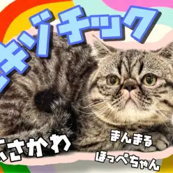 【 エキゾチック 】生後10か月になったエキゾ!鼻ぺちゃ、正常元気に成長中!