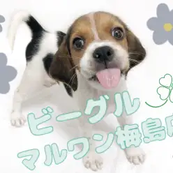 【 ビーグル 】アウトドア派のアナタにピッタリ!運動大好きな女の子!