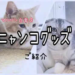 【 お役立て情報 】知ってる？猫との生活で本当に必要なグッズの選び方とその理由