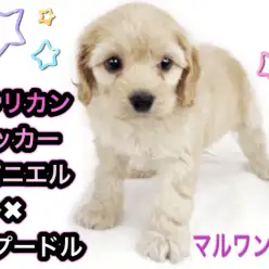 【 MIX犬・コッカプー 】 アメリカンコッカー×トイプードルのレアMIX!