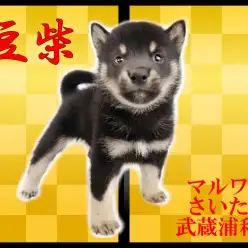 【 豆柴 】血統書付き豆柴家系！初めての方に送る豆柴ライフQ＆A！