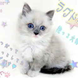 【 ラグドール 】永遠の青い瞳！キャットタワー要らずのおっとりにゃんこ！