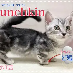 【 マンチカン 】綺麗なシルバータビー！ヘーゼルカラーの目ヂカラ強めの男の子！