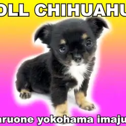 【 チワワ 】10月26日入店！王道カラーの手乗り系おっとりガールが聖地に登場！