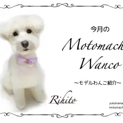 【 元町トリミング 】第六回Motomachi Wancoモデル犬紹介！
