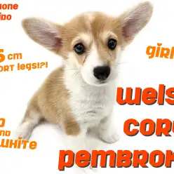 【 ウェルシュコーギーペンブローク 】5.5cmの短足!唯一無二のお顔模様!