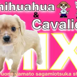 【 MIX 】大人気！チワワとキャバリアのミックス犬！抜群のサイズ＆可愛さを紹介