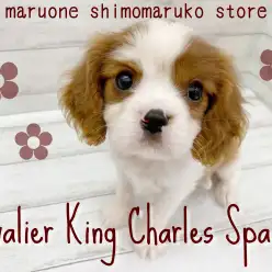 【 キャバリア 】超短いお鼻＆甘いマスクは必見！穏やかすぎる性格のプリンス登場！