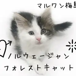 【 ノルウェージャン 】猫ビギナー向きな性格!お迎え後のポイントもご紹介!