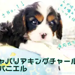 【 キャバリア 】トライカラーの男の子!どんなご家族にもピッタリあう家庭犬の鏡!