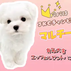【 マルチーズ 】マルワンプレミアム！良血統マルちゃんは天使のルックス！！